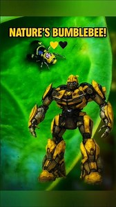 Real-Life Bumblebee Spider Spotted! 🕷️🤖 Nature's Transformer! #shorts