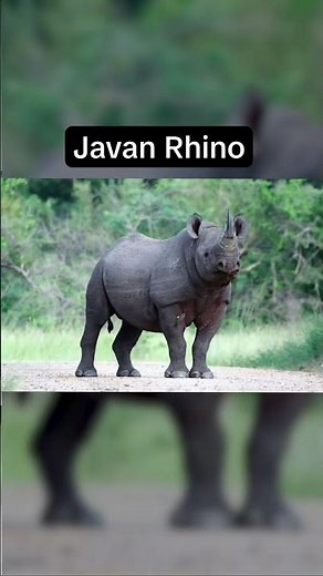 You'll Never See These Animals Again #extinction #endangered #wildlife
