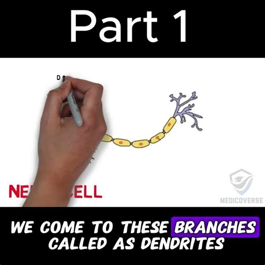 Nerve Cells Are Actually Insane | Part 1 #biology #anatomy #doctor #mbbs