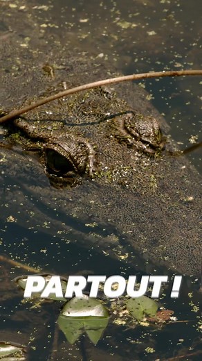 Cap ou pas cap de rester 24h dans une jungle ? #challenge #drole #extreme #jungle #crocodile