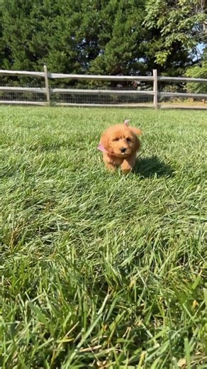 11 reactions | Recipe for a ""supa fly"" puppy: ✅ Lots of outdoor playtime ✅ Fresh air & room to run ✅ Plenty of friends to learn from This is how we raise healthy, confident, and well-socialized pups at The Club! They're not just playing, they're learning to be amazing companions!  #charlottedogclub #puppies #puppylovers #cutenessoverload #thrivingpuppy #puppysocialization | Charlotte Dog Club | Facebook