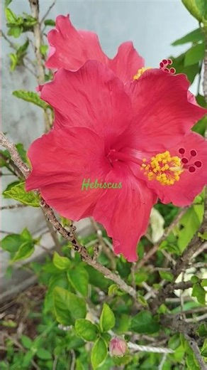 hebiscus daily bloom