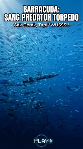 Kelihatan Santai, Padahal Predator Ganas! 😱 Kenalin: BARRACUDA | #shorts