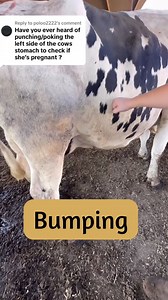 We now have much more accurate ways of checking to see if a cow is pregnant, but there are still a fair amount of farms that use bumping to preg check. #dairy #cow #pregnancy #diagnosis #ballottement #bump #bumpacow #cowbumping #calf #dairydoc #dairykind | Dairy Doc