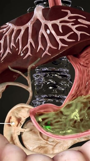 Digestive system enzymes 3d medical animation #science
