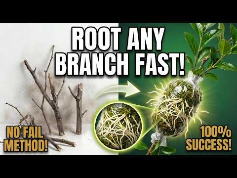Stop Failed Cuttings! Root Any Branch Fast with This Simple Air Layering Technique (100% Success!)