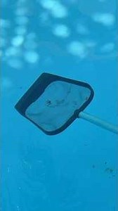 TEM UMA ARANHA NA PISCINA