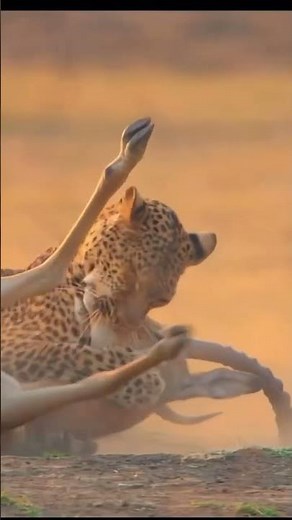 How a Cheetah Hunts a Deer 🐆 | Watch This Thrilling Video @AImaginationmedia