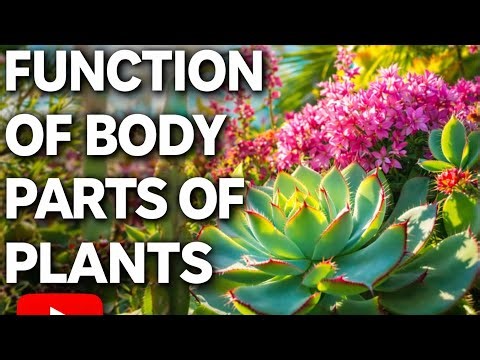Function of Root, Stem, Leaf & Flower 🌿 | Sainik School Class 6