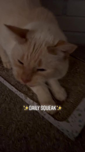 i call this the shriek squeak #catsqueak #flamepoint #catmeow #cattiktok