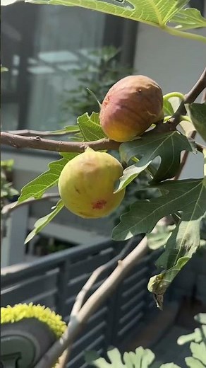 buah tin mengandung banyak manfaat #buahtin #pertanian #perkebunan #manfaatkesehatan