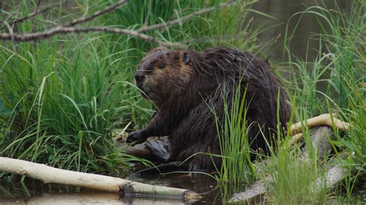 Parachuting beavers: The wildest conservation plan ever