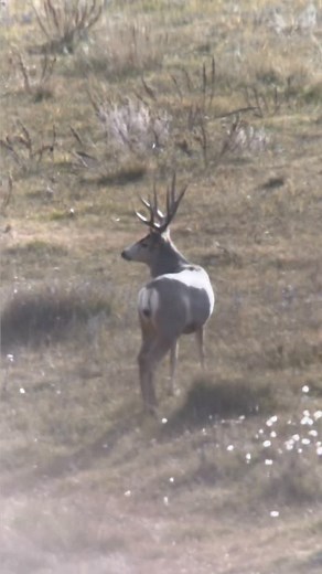 5.9K views · 683 reactions | Ol boy is smart… We’re out here tryna outsmart him and he gave us the slip while we made a move to get the wind right. @chadmendes on deck 﫡 | Gray Light | Facebook