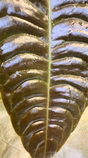 Some plants are grown. Others are waited for. This Anthurium veitchii has flowered before — meaning it is not simply surviving, but established, hormonally mature, and physiologically confident. And when a plant like this decides to produce a leaf, it does not do it halfway. Over 30 inches of corrugated architecture, still in its bronze stage. That deep brown coloration is not stress — it is protection. Newly expanded leaves in veitchii express elevated anthocyanin pigments, acting as photoprote