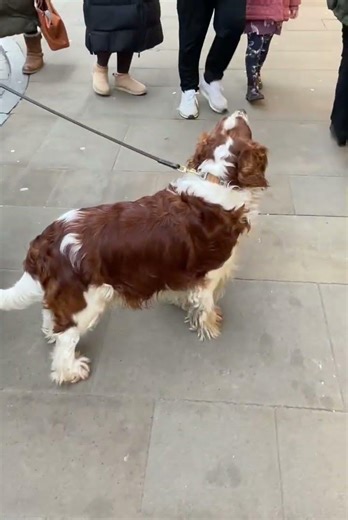 #cute unusual #spaniel mix #dog #weekend #shopping #fun #dogs #doglife #cuddly #funnyvideo #funny