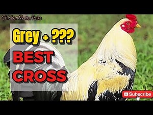 Grey Bloodline Crosses Explained | Understanding Breeding Genetics