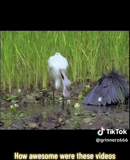 Who remembers these #nighttime #daytime #bbc #talkinganimals | night time daytime bird