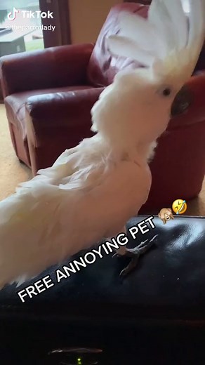 Annoying Parrots: A Compilation of Hilarious Behavior