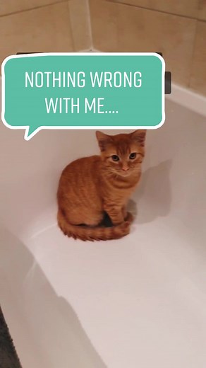 Orange Cat Behavior and Quirks Revealed