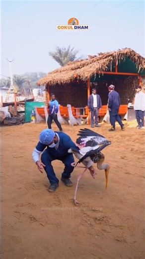 Bagula Wing Injured Not Flying | Rescue #saras #birds #animals #ytshorts #gokuldham #fypシ #fyp
