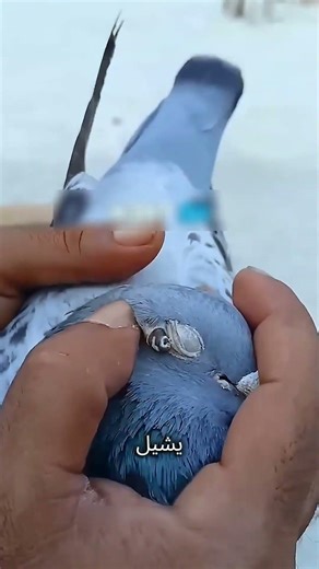 أنقذ حمامة من ديدان العين 🕊️✨ #funny #reels #اكسبلور #shortvideo