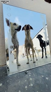 Mirror Prank On Dogs 😱 | Pluto Street