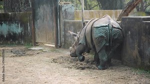 The Indian rhinoceros, also known as the greater one-horned rhinoceros, great Indian rhinoceros, or Indian rhino for short, is a rhinoceros species native to the Indian subcontinent.