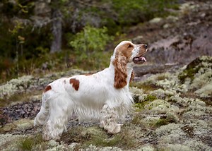 Are Cocker Spaniels the Most Troublesome Dogs? 9 Common Complaints About Them