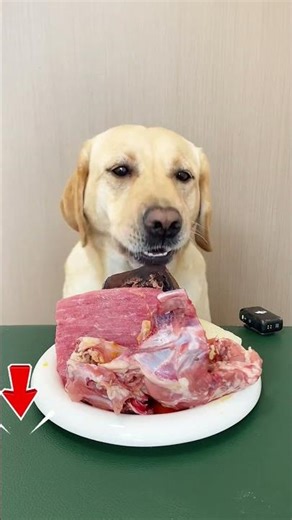 Frozen Bear Treat Meets Raw Bones — ASMR Moment Incoming! #doggomukbangasmr