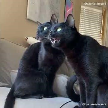 cats ekekekekeke compilation