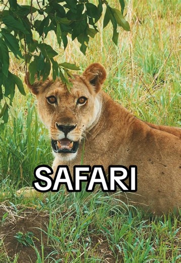 Explore Mikumi National Park: A Safari Adventure