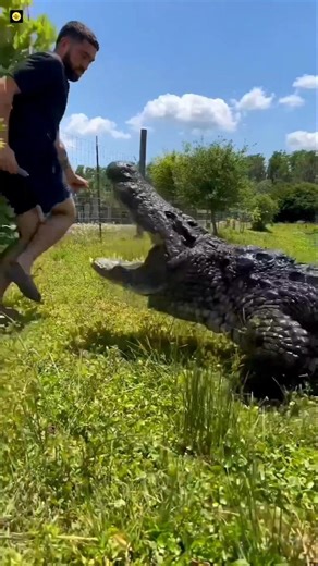 How To Survive An Alligator Attack 😬