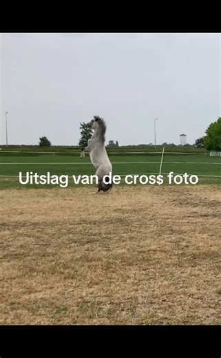 @Equestrian_elaine jij mag weer het thema kiezen je bent gewoon de beste in crossen #leuk#cross#springen#vet#cool