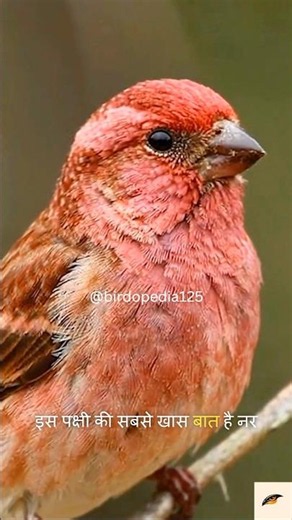 यह पक्षी इतना खूबसूरत क्यों है? | Common Rosefinch 🐦✨ #shorts #hindi #birds
