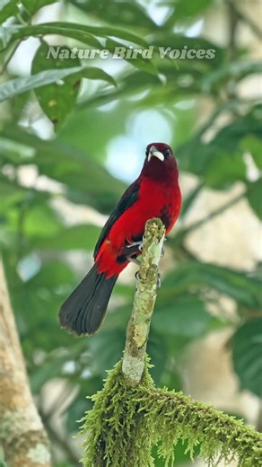 The Crimson-backed Tanager #birds #birdsong #birdsounds