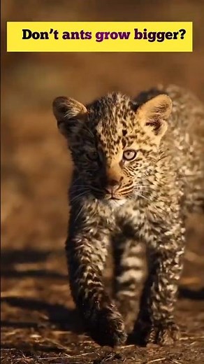 "How Fast Can a Baby Cheetah Grow? 🐆 The Journey of Speed and Strength!"