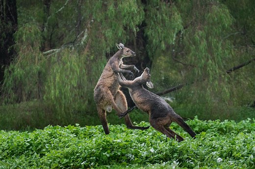 10 most violent animals on the planet: Inside the brutal battles and wars waged with their own kind | Discover Wildlife