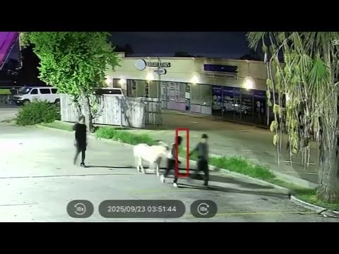 Family shares heartfelt moment with stolen North Houston pony after safe return