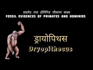 प्राइमेड तथा होमिनिड जीवाश्म साक्ष्य | Fossil Evidences of Primates and Hominids | Dryopithecus