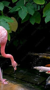 Flamingo eats food from the lake from feeder, fish swim up to feed, colorful large sea inhabitants. Lives on Caribbean coast. largest representative of the flamingo family. Victoria Butterfly Gardens