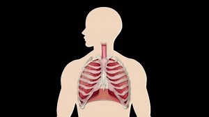 Medical Animation Human Respiratory System Showing Stock Footage Video (100% Royalty-free) 1107665409 | Shutterstock