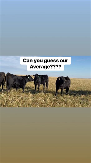 Hey everyone check these out!! Heifers are grazing on some frozen cover crop, and man do they look amazing!! Let’s have some fun, I want to see who can get the closest on the average weight of these heifers when we preg check on the 2nd of December. Let me know your guess in the comments ⬇️, and the winner will get some sweet Dowling Ranch apparel!! Remember to save the Date for our annual production sale, December 4th, 2025, at the ranch! Visit: https://www.dowlingranch.com For more information