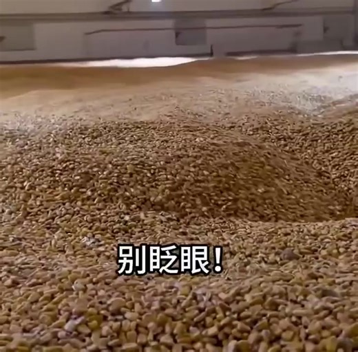 Robot ứng dụng AI của Trung Quốc này đang xử lý các kho chứa ngũ cốc nguy hiểm, vừa nâng cao hiệu suất làm việc vừa đảm bảo an toàn cho con người. Hệ thống lưu trữ ngũ cốc là một dạng hạ tầng “vô hình”. Và nó cũng cực kỳ nguy hiểm. Nguy cơ nổ bụi. Khí độc. Ca này qua ca khác phải hít phải bụi mịn trong không khí. Chúng ta thường nói về việc robot sẽ lấy đi việc làm của con người. Nhưng hiếm khi nói về những công việc mà con người lẽ ra không nên phải làm. Công nghệ này không hào nhoáng. Nó di ch