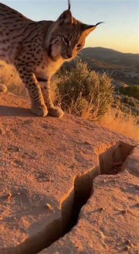 Rabbit Pops From Rock Crack And Startles Lynx #wildlife #wildlifeentertainment #animalbehavior