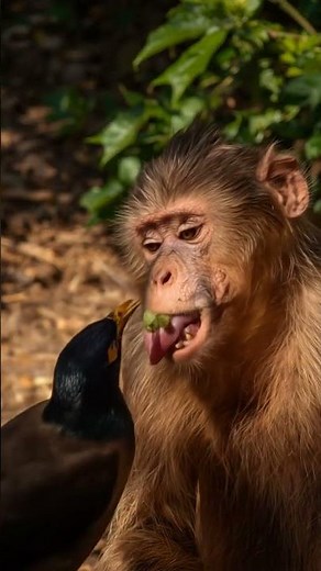 🐒 Rhesus Macaque & Myna Nature’s Gentle Healer #animalrescue