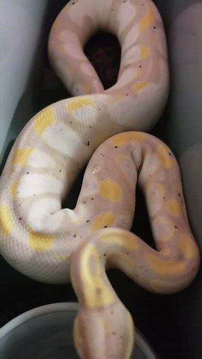 Midnight Snack Banana Calico Fire Ball Python #shorts