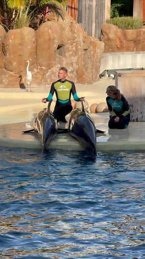 26K views · 515 reactions | Dolphin’s vocals #cute #vocals #communication | Travisandcousins | Facebook