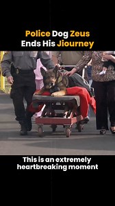 178K views · 8.5K reactions | A Final Heroic Salute for K9 Zeus ️ | Watermelon Sugar | Facebook