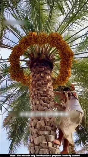 How is climbing palm trees so comfortable 😲l #shorts #datepalmtree