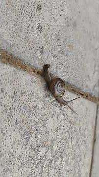 a garden snail, scientifically known as Cornu aspersum